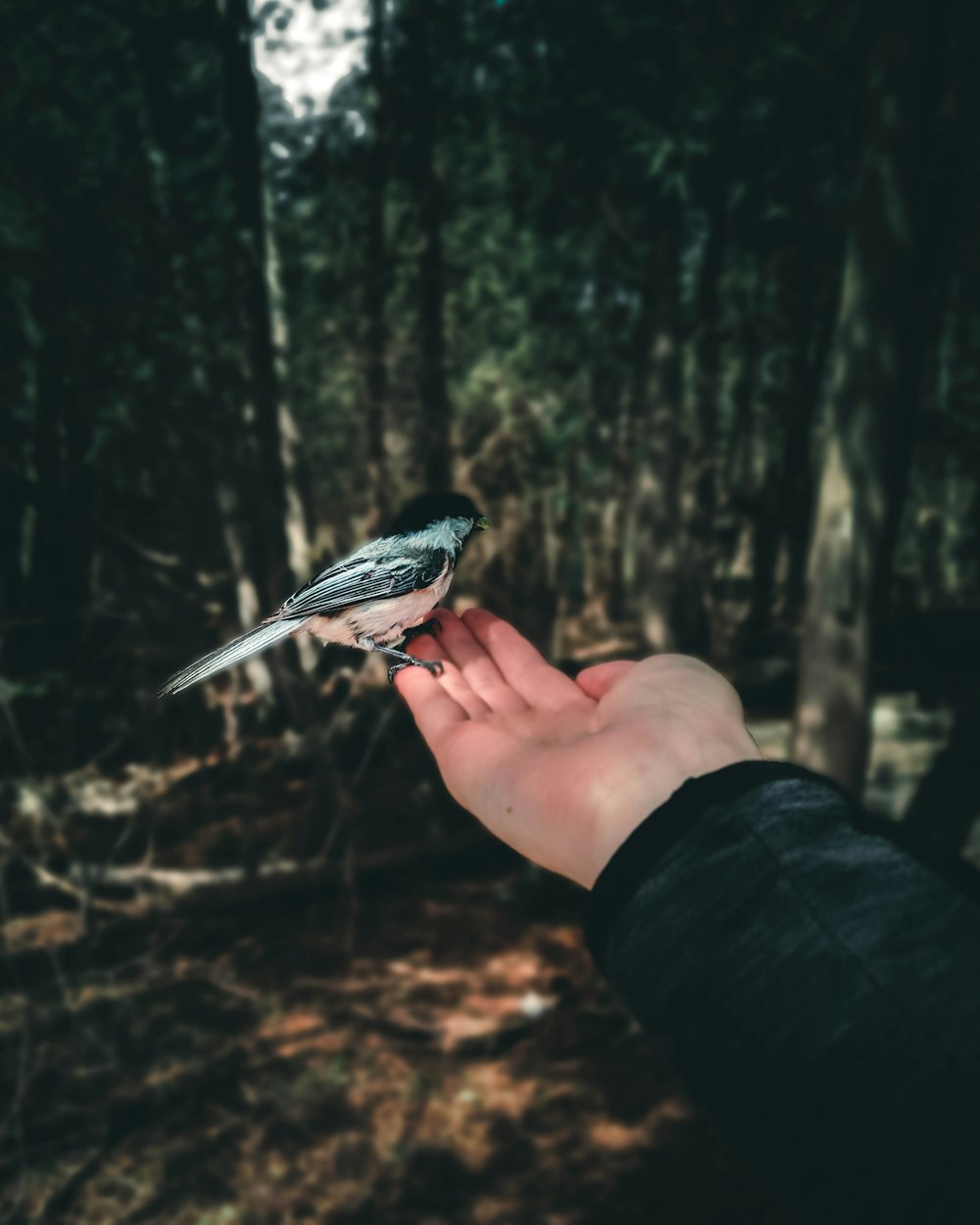 person holding white and black bird