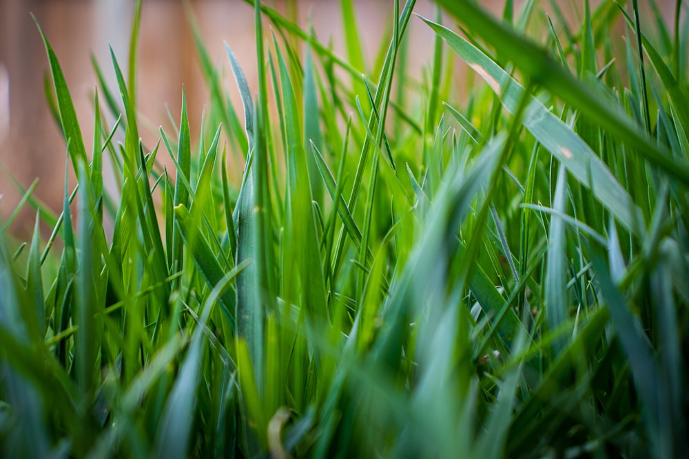 green grass in macro lens photography