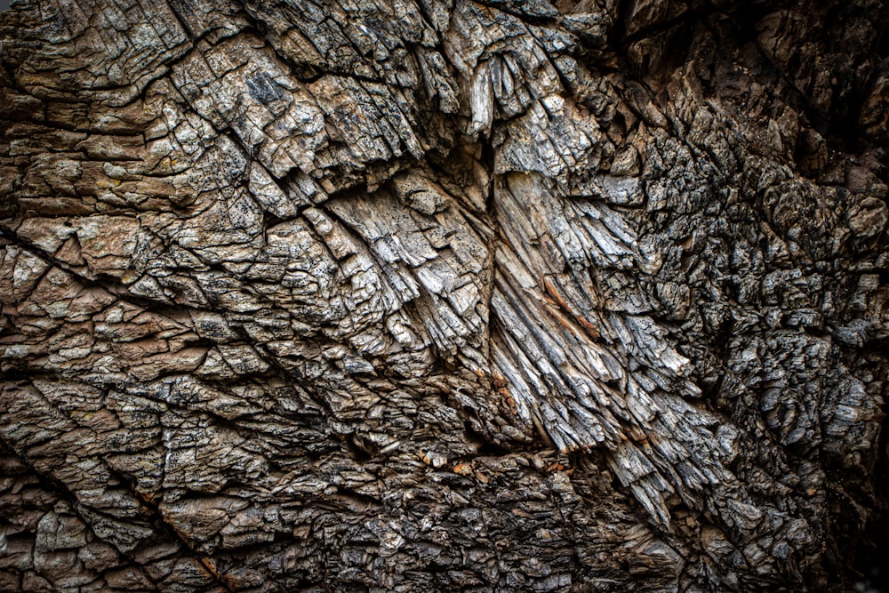 brown tree trunk during daytime