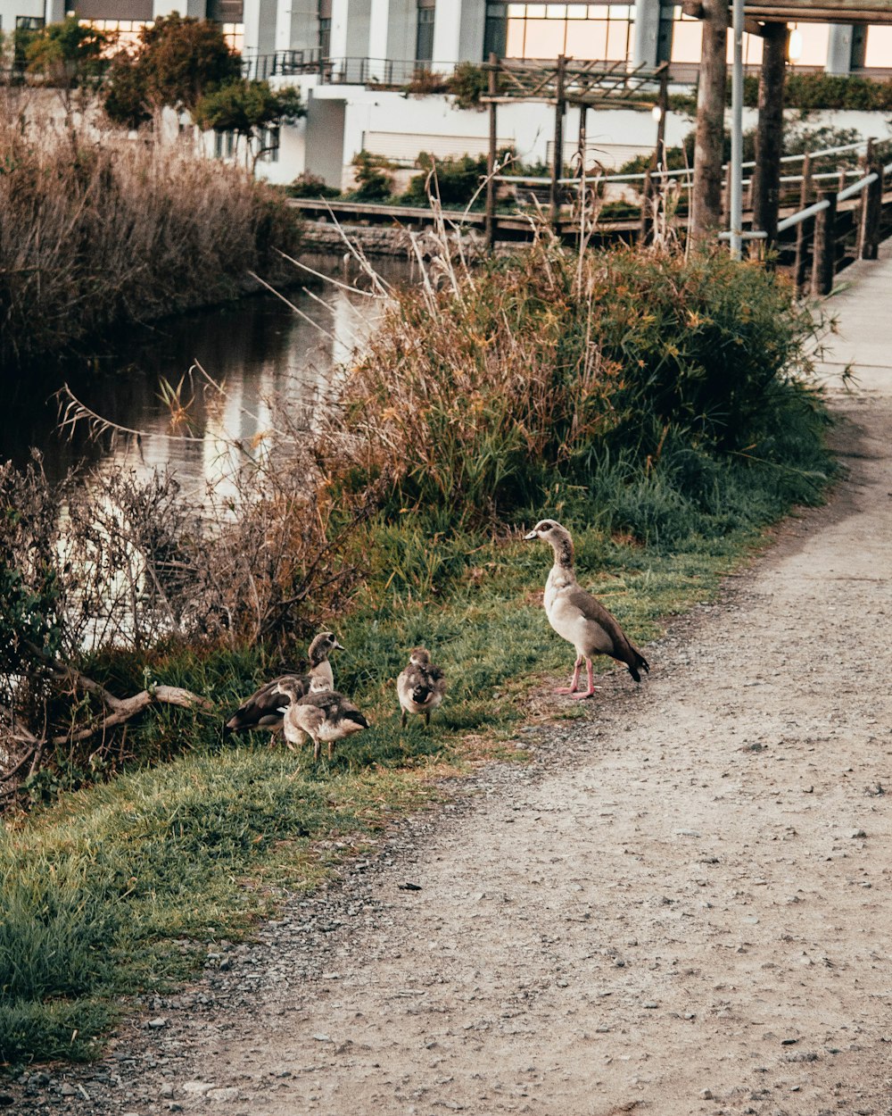 Vogelschwarm tagsüber auf grünem Gras in der Nähe von Gewässern