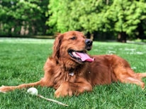 golden retriever lying on green grass field during daytime