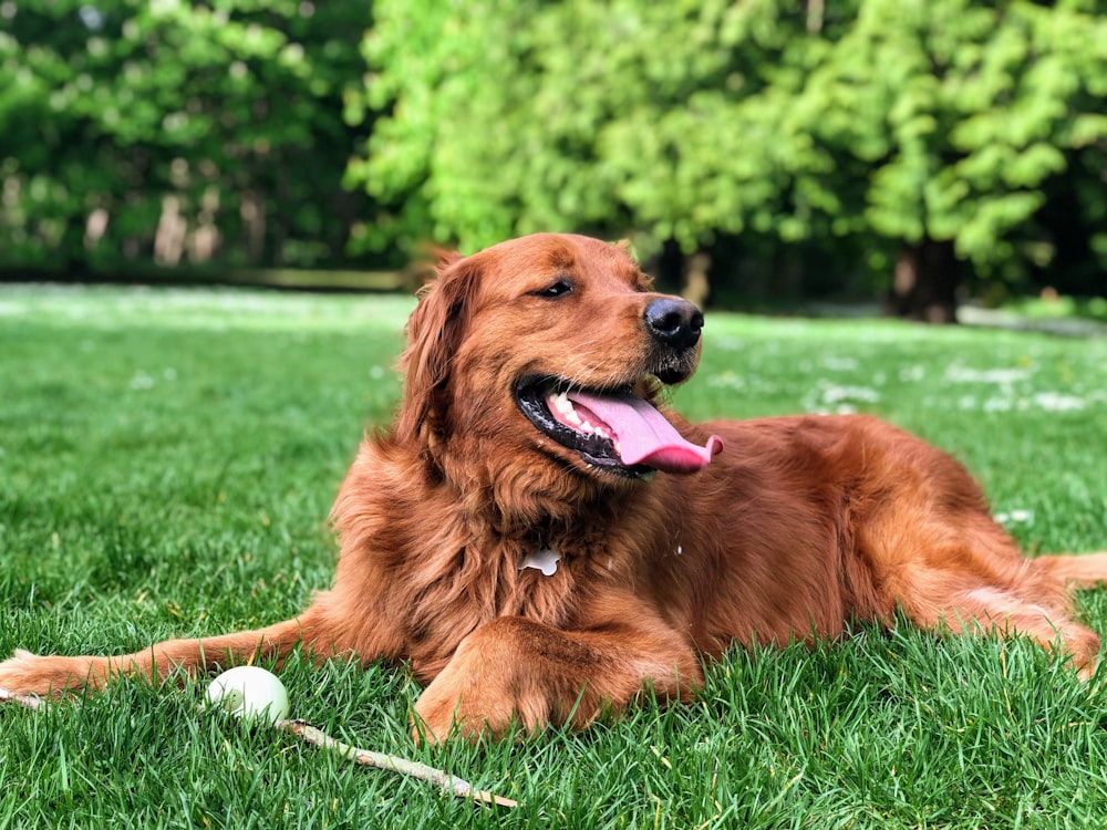 golden retriever lying on green grass field during daytime