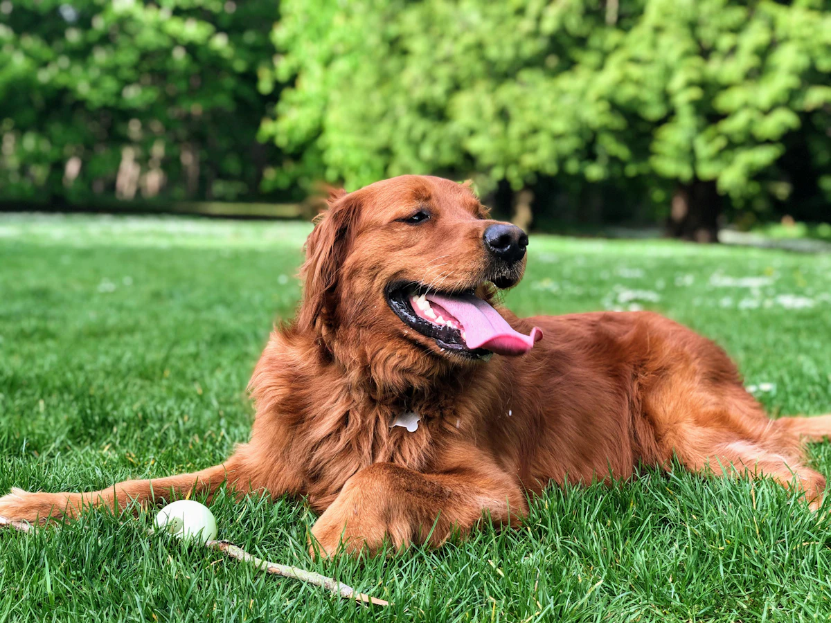 Golden retriever lying happily on green grass, representing good dog gut health