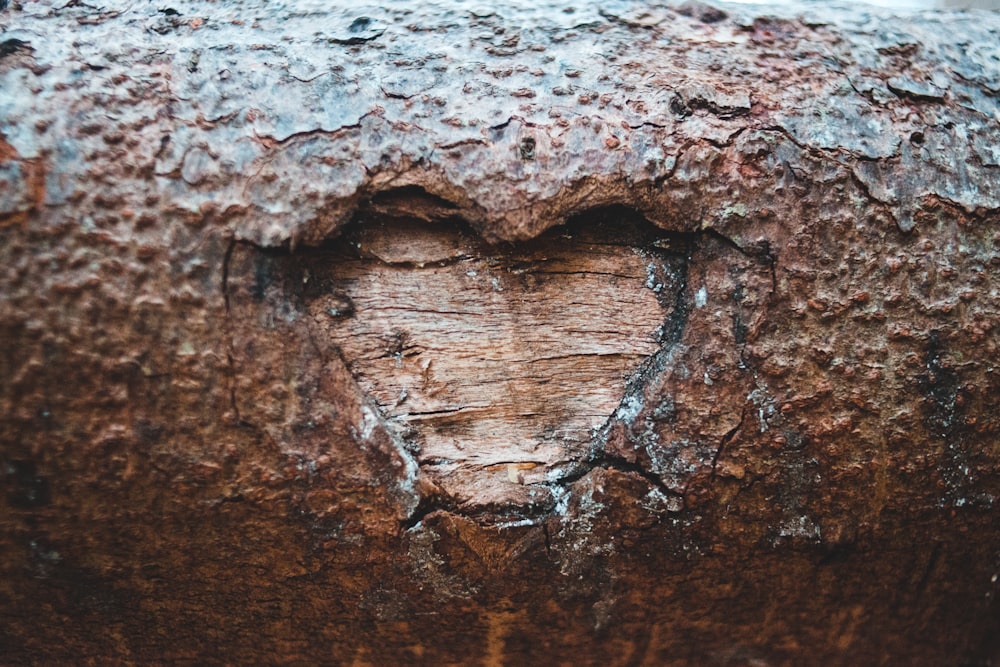 Braunes Holz Log in Nahaufnahme
