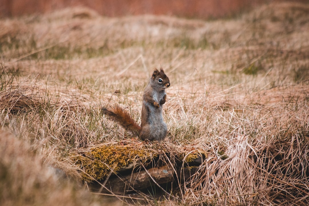 gray squirrel on brown grass during daytime