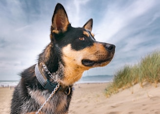 Close-up of a durable leash clipped to a small dog's collar during a sunny park walk.