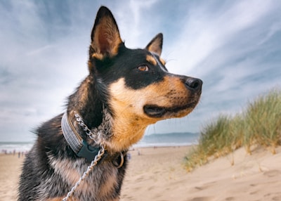 Close-up of a durable leash clipped to a small dog's collar during a sunny park walk.
