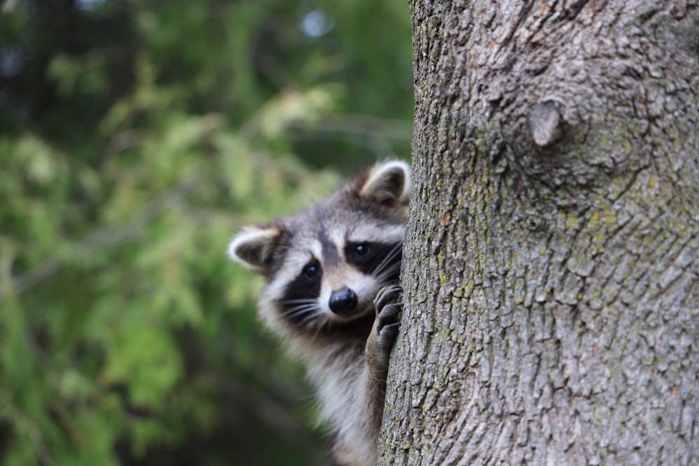 white and black raccoon on brown tree