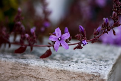 Rare violet variety with unique patterns on petals displayed on a wooden table
