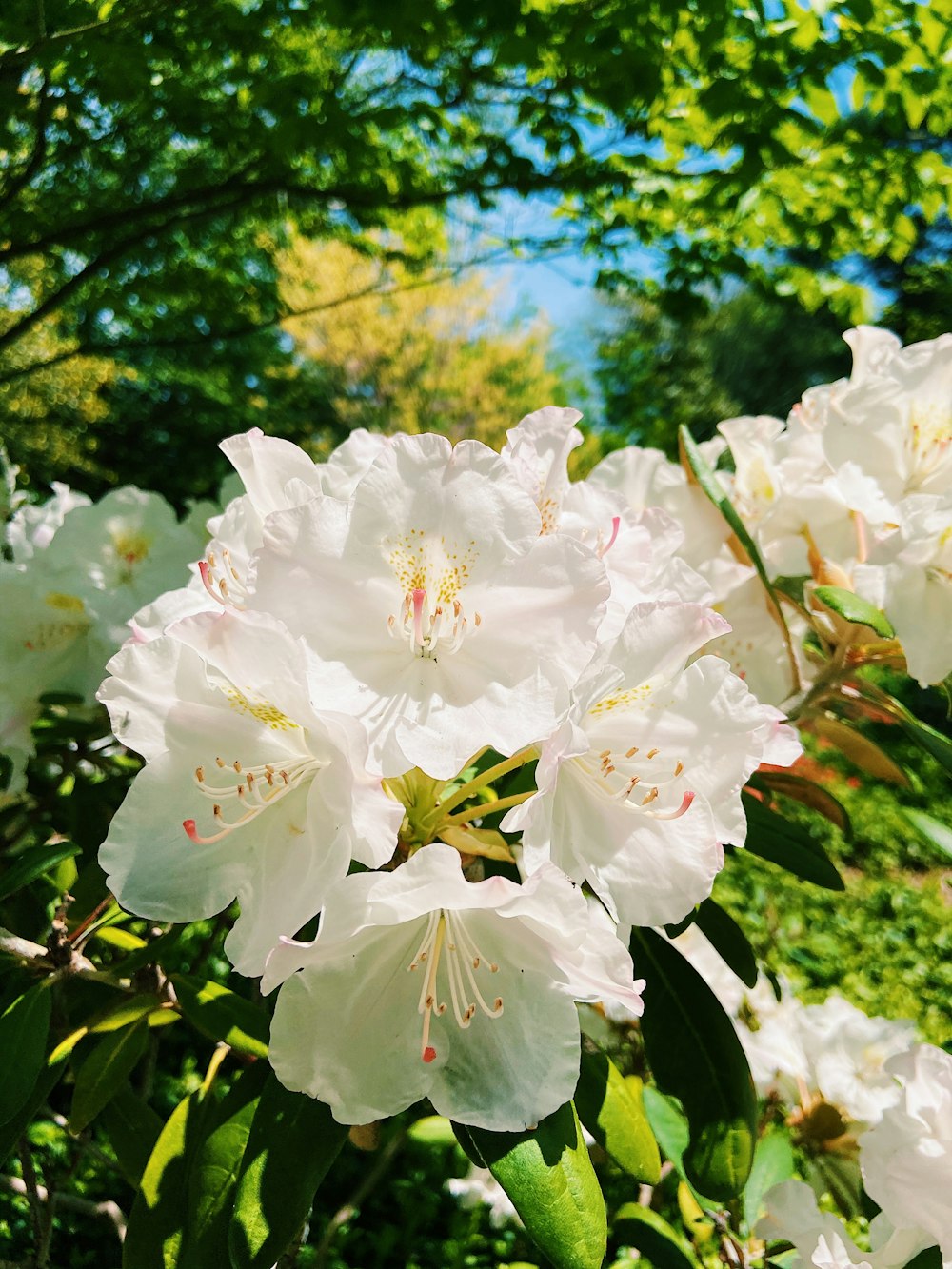 a bunch of white flowers that are in the grass