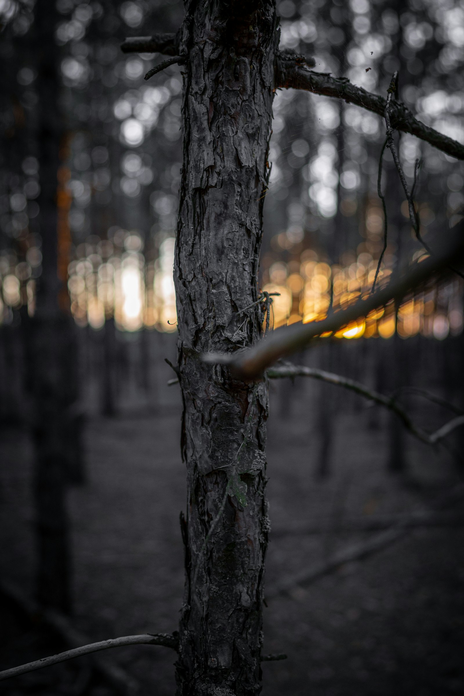 Sony FE 24mm F1.4 GM sample photo. Brown tree trunk in photography