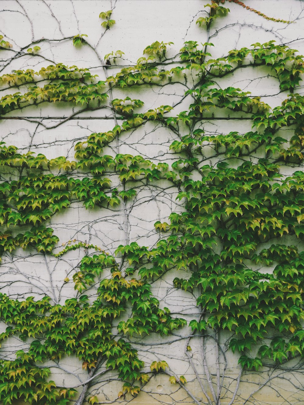 feuilles vertes sur mur blanc