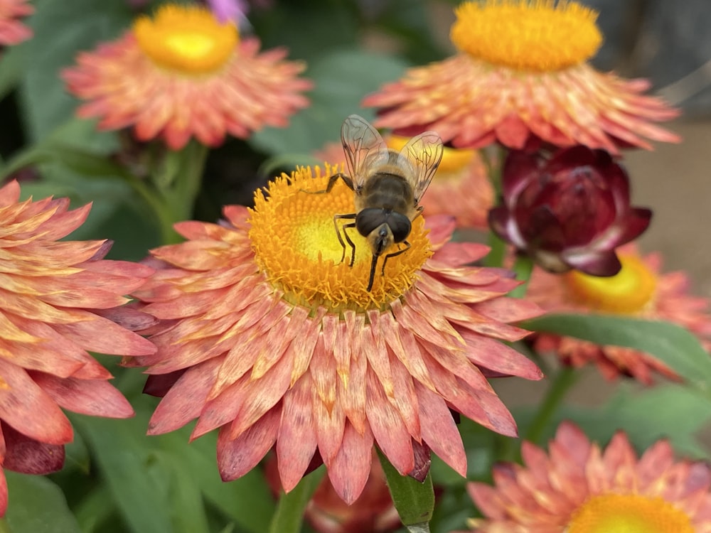 black and yellow bee on pink and yellow flower