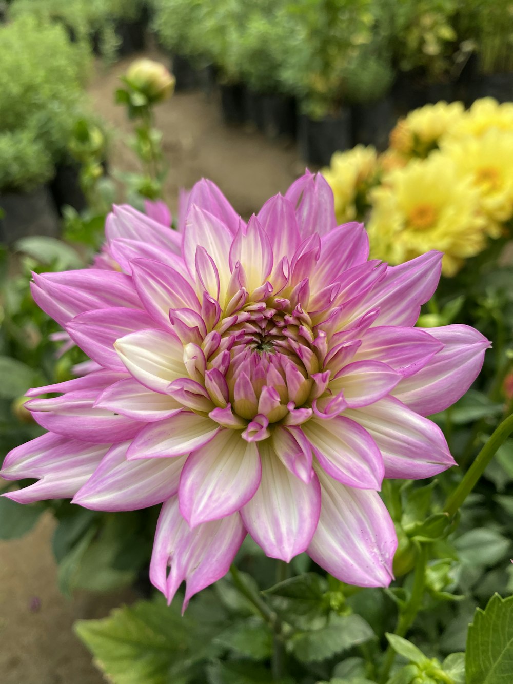 pink and yellow flower in tilt shift lens