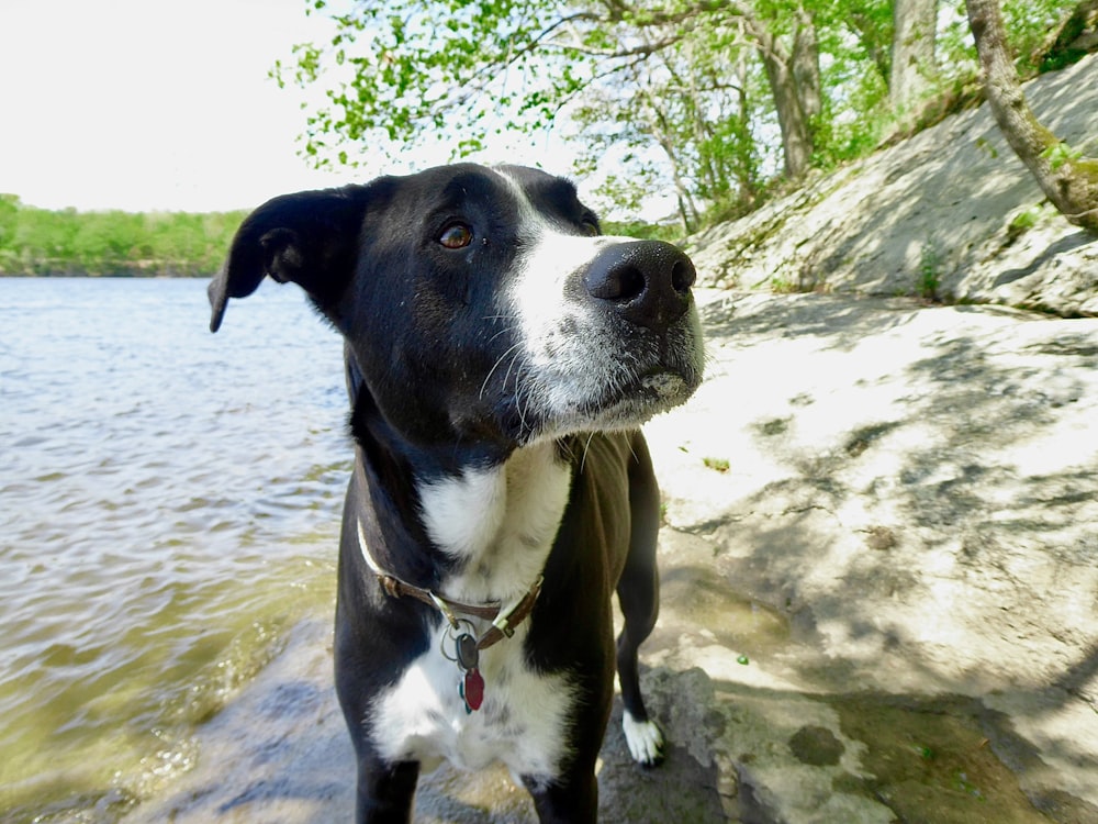 Black And White Short Coated Dog On River During Daytime Photo – Free Usa  Image On Unsplash
