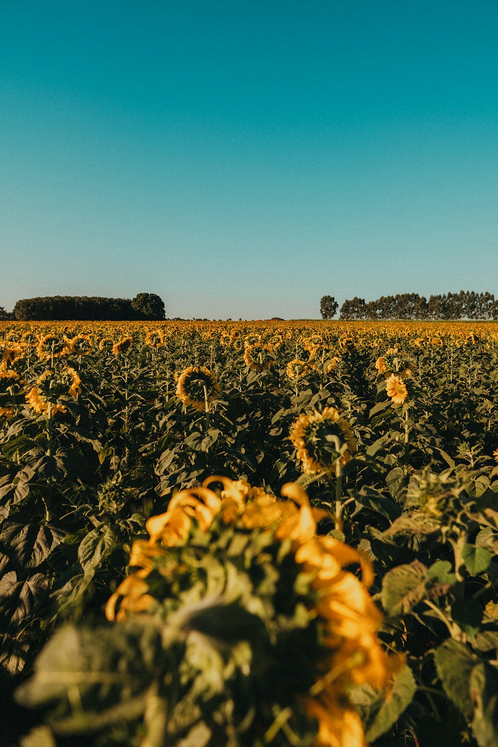 sunflower field under blue sky during daytime