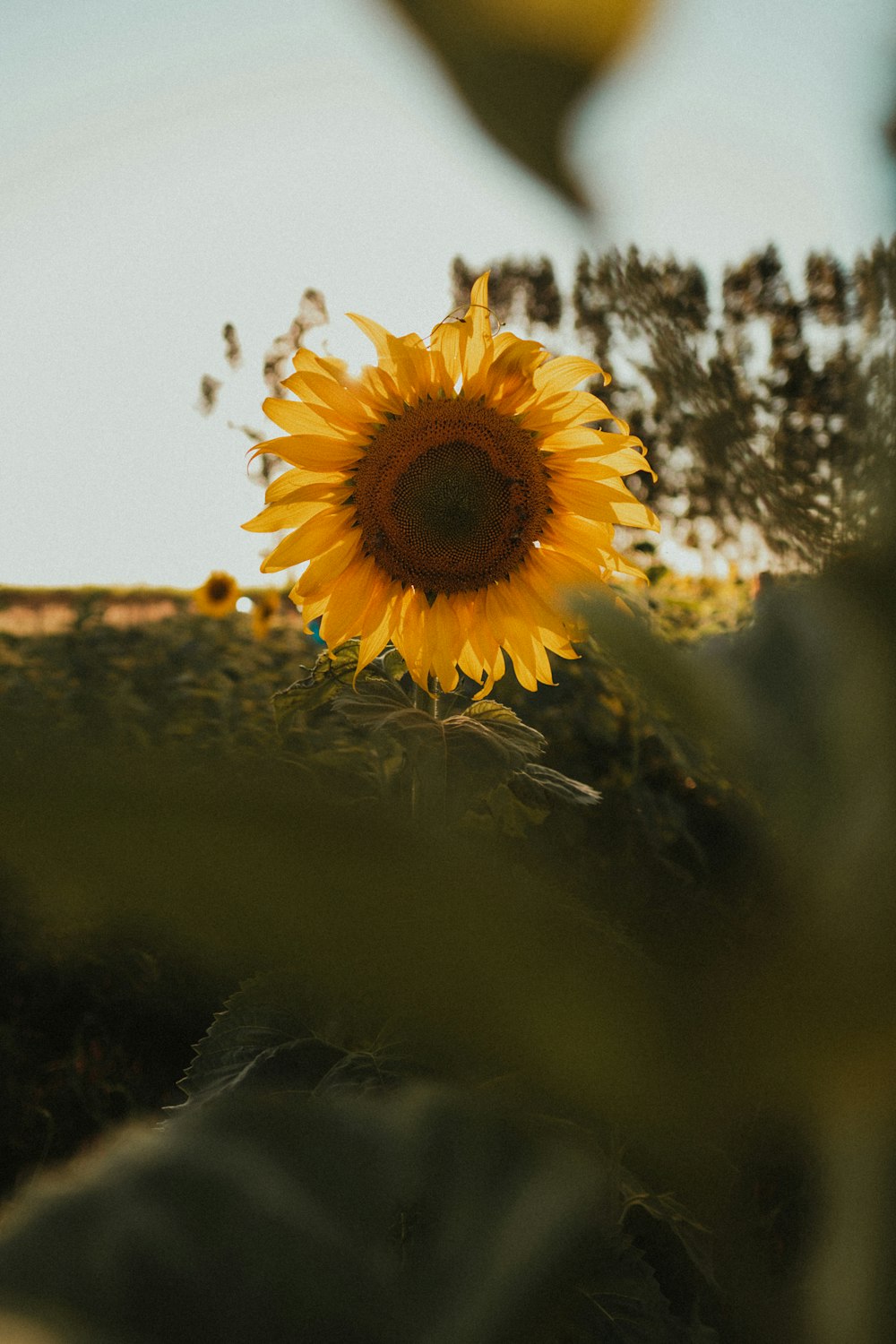 Girasol amarillo en lente de cambio de inclinación