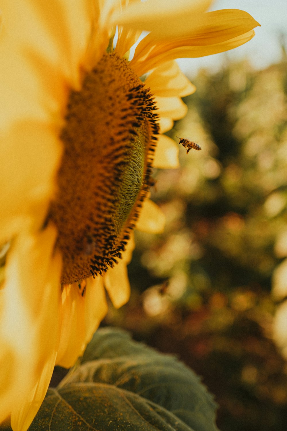 girassol amarelo na lente tilt shift