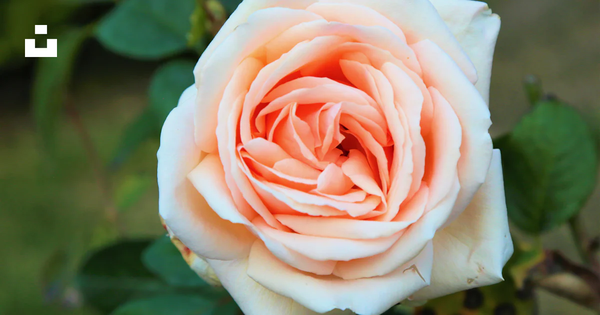 Rosa rosada en flor durante el día foto – Imagen de Konya gratuita en ...