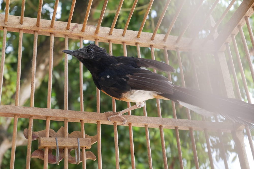 black and white bird on brown wooden fence