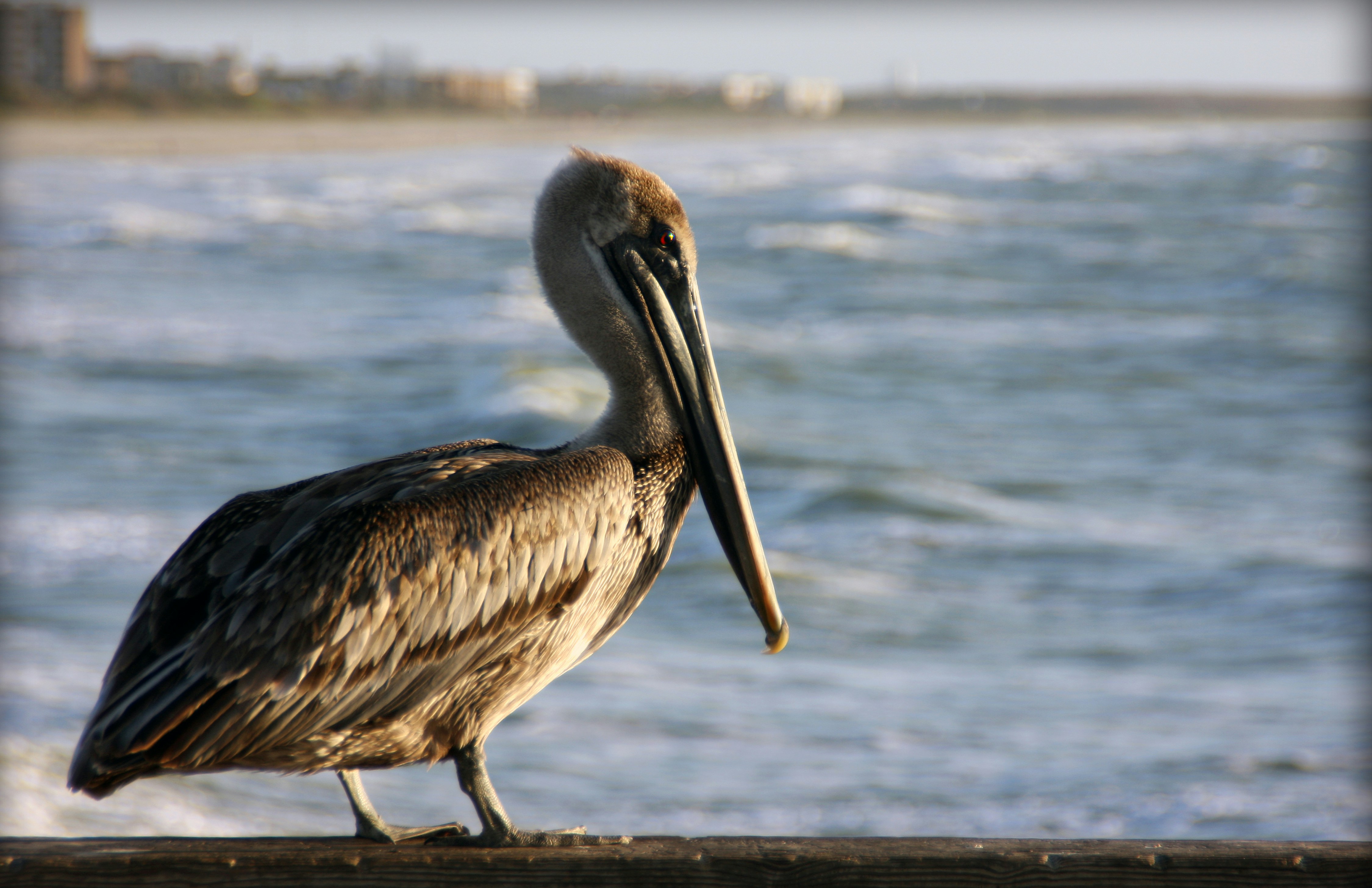 Photo by jimmyjimmy60