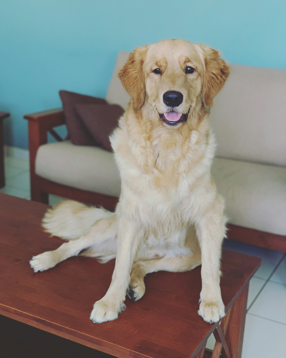 golden retriever lying on floor