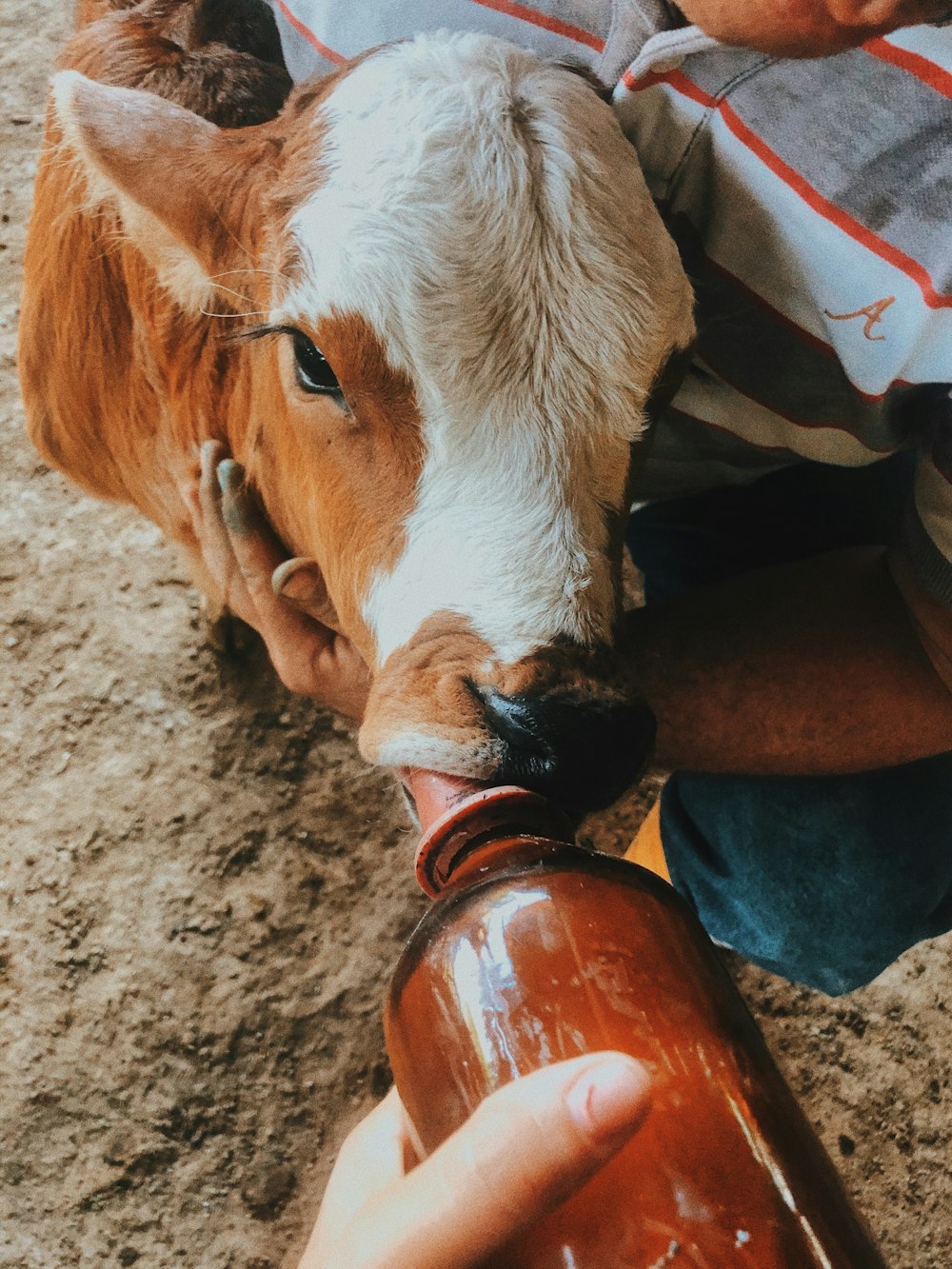 person in blue denim shorts sitting on brown and white cow