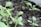 Young green seedlings with vibrant leaves are growing in dark, nutrient-rich soil. The focus is on the fresh and tender plants, indicating early growth stages.
