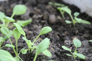 Young green seedlings with vibrant leaves are growing in dark, nutrient-rich soil. The focus is on the fresh and tender plants, indicating early growth stages.