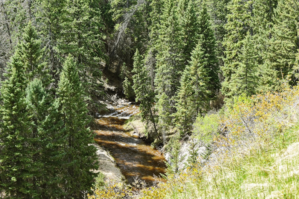 green pine trees on hill during daytime