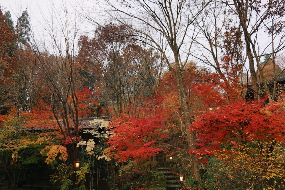 red and green trees under white sky during daytime