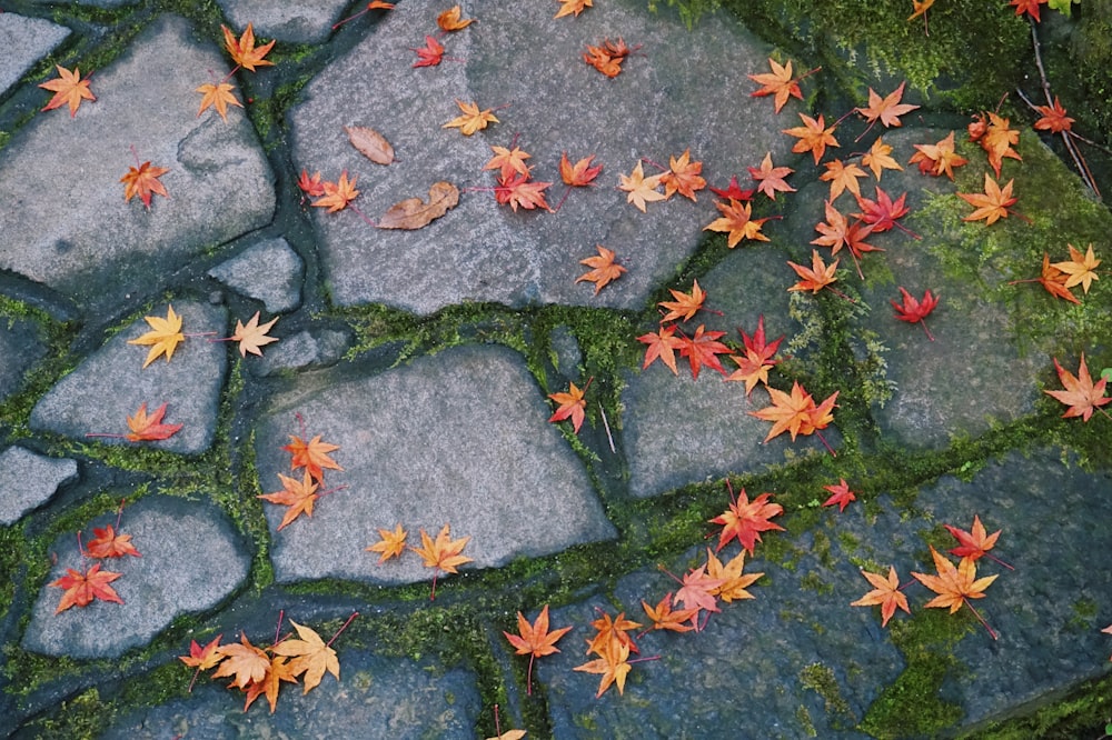 foglie rosse e gialle su pavimentazione in cemento grigio