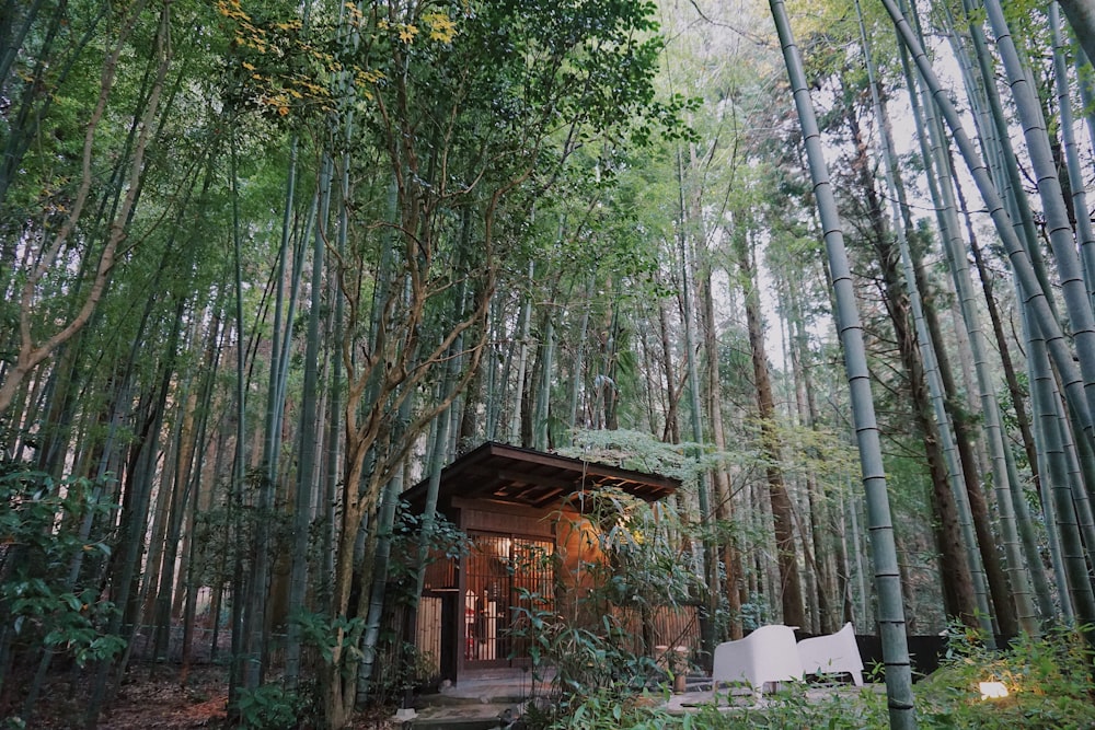 brown wooden house in the middle of forest during daytime