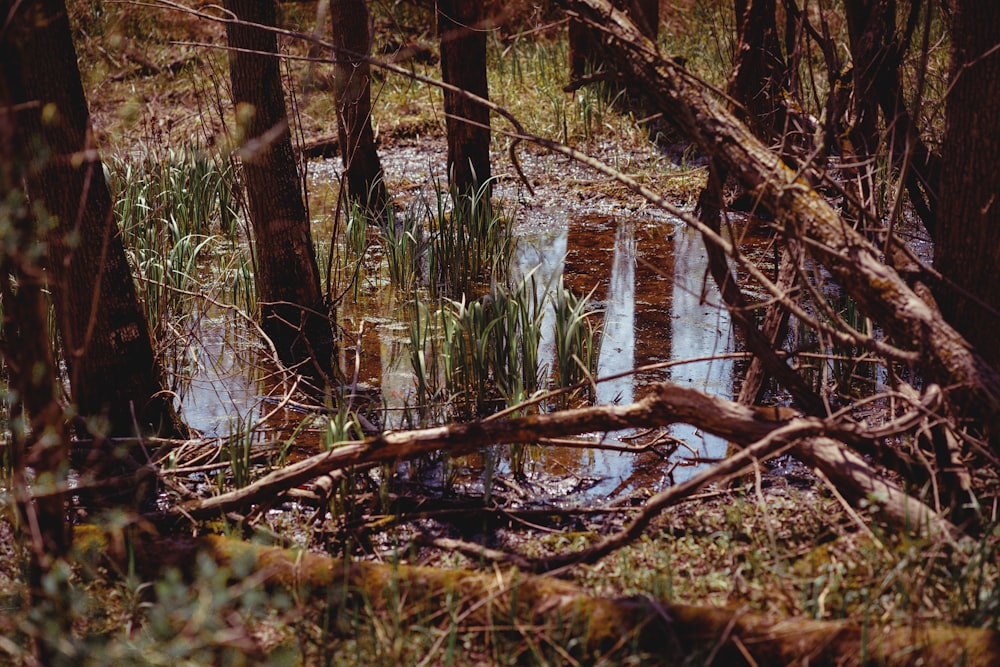 brown dried leaves on body of water