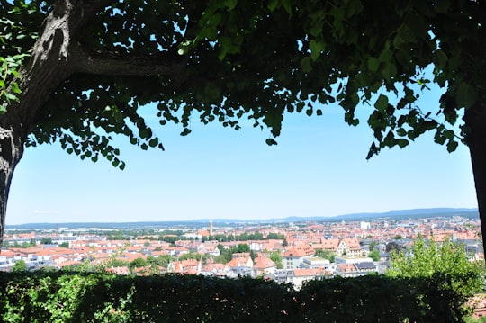 green tree near city buildings during daytime in Bamberg Germany