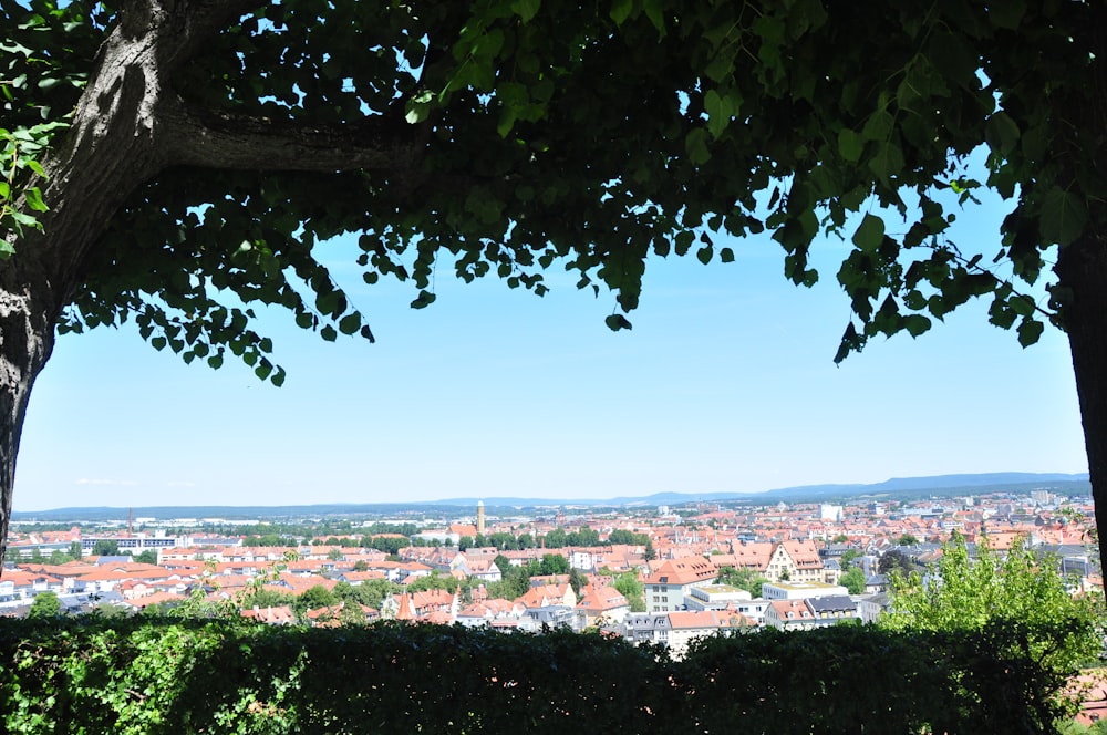 green tree near city buildings during daytime