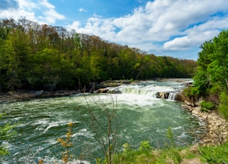 green trees beside river under blue sky during daytime