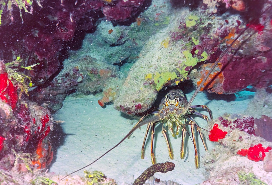 Underwater photo spot Cozumel Tulum