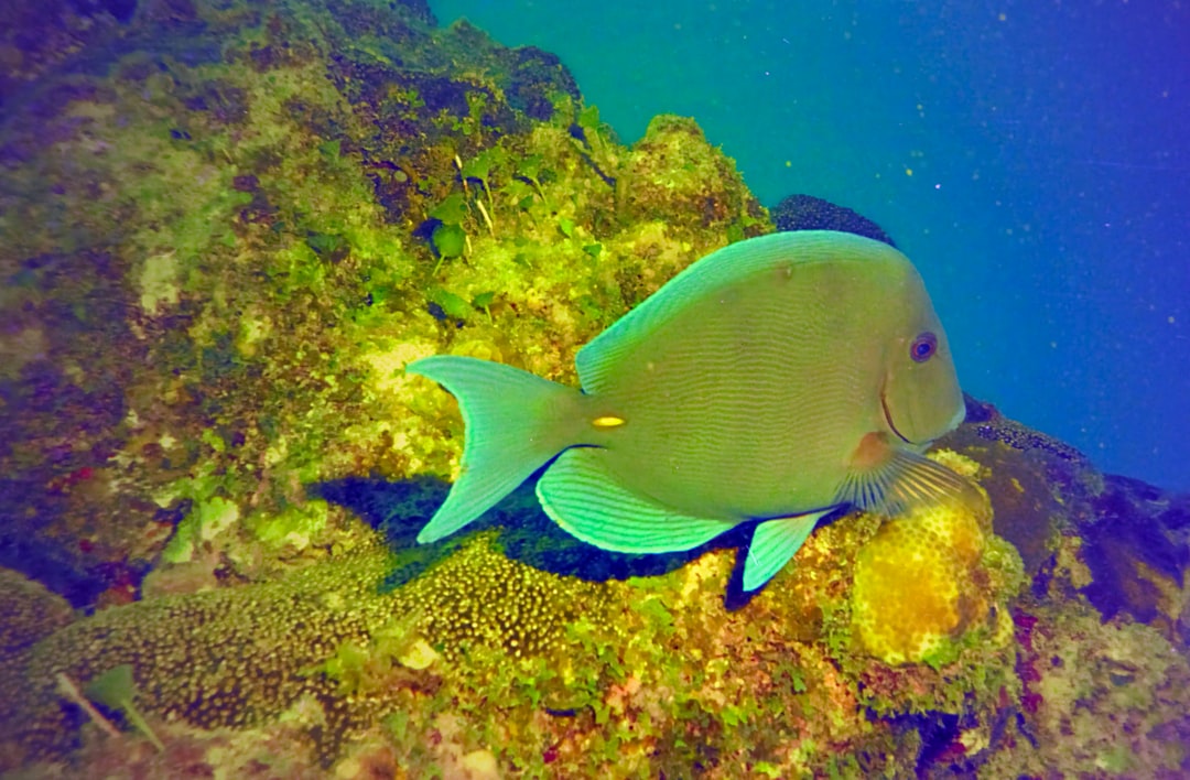 blue and white fish under water