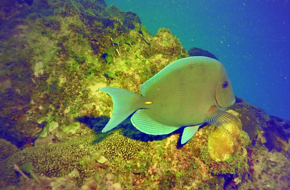 peixes azuis e brancos debaixo d'água