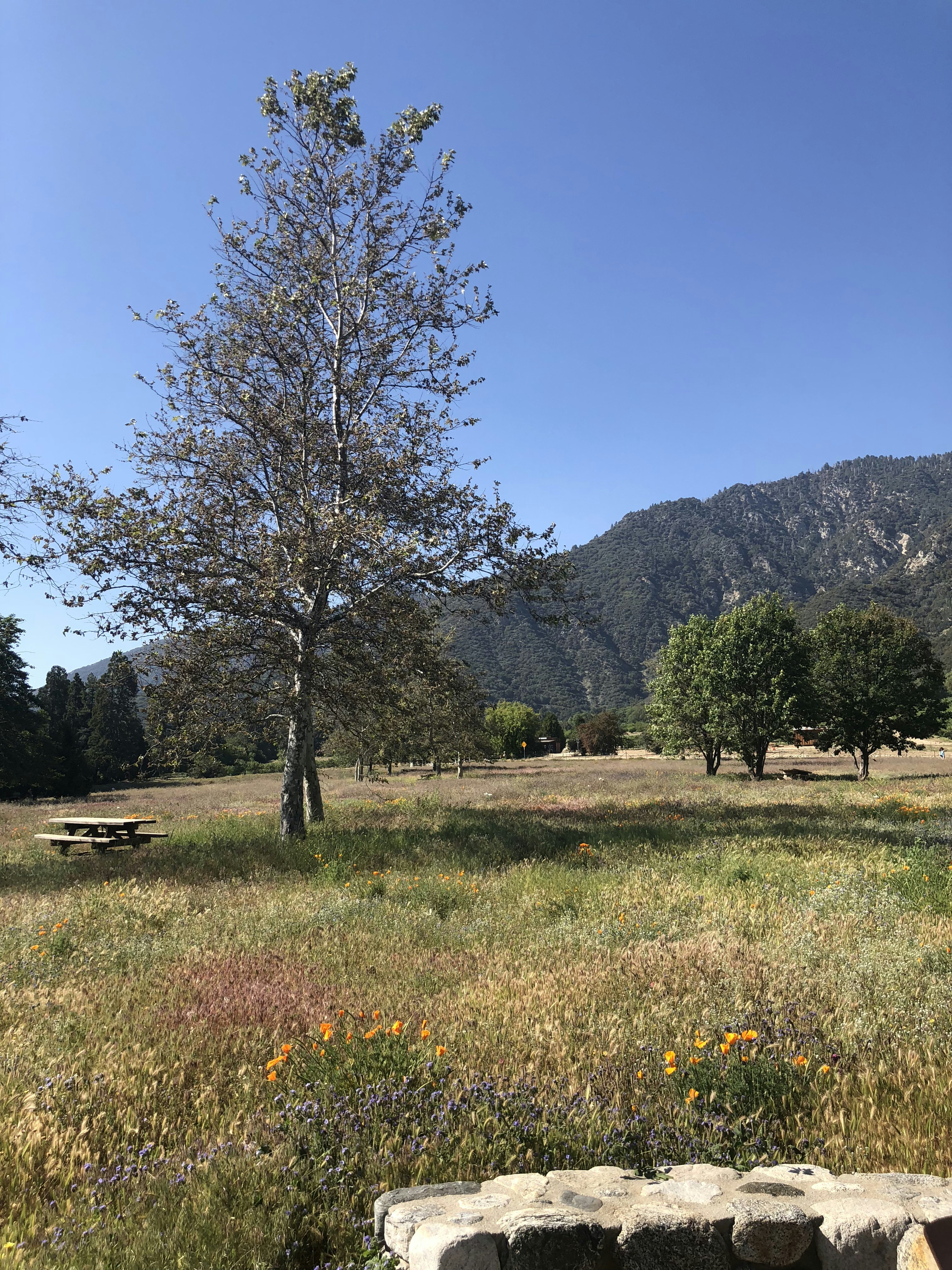 green grass field with trees and mountains in the distance
