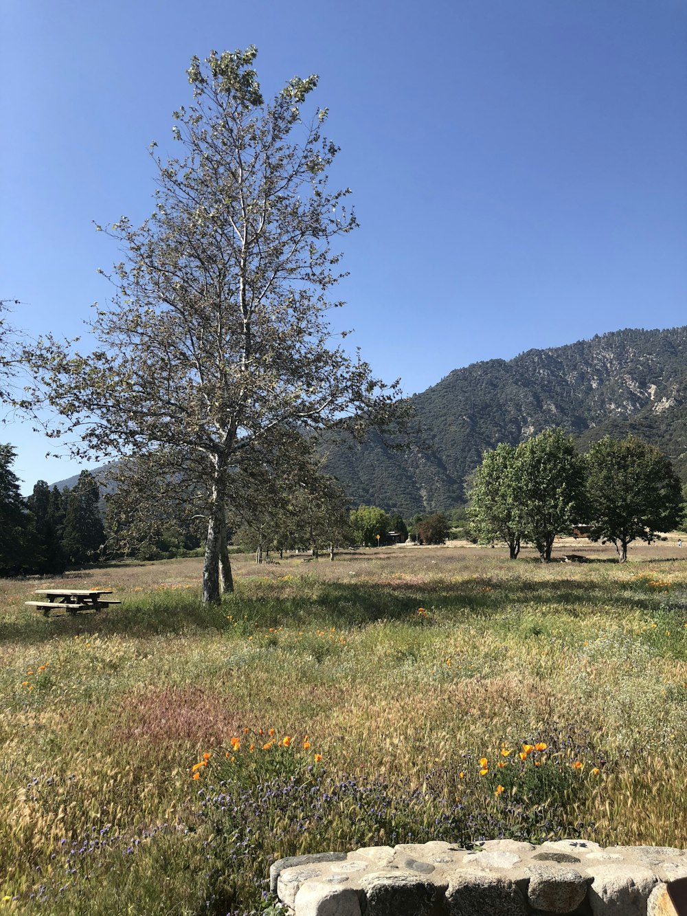 green grass field with trees and mountains in the distance