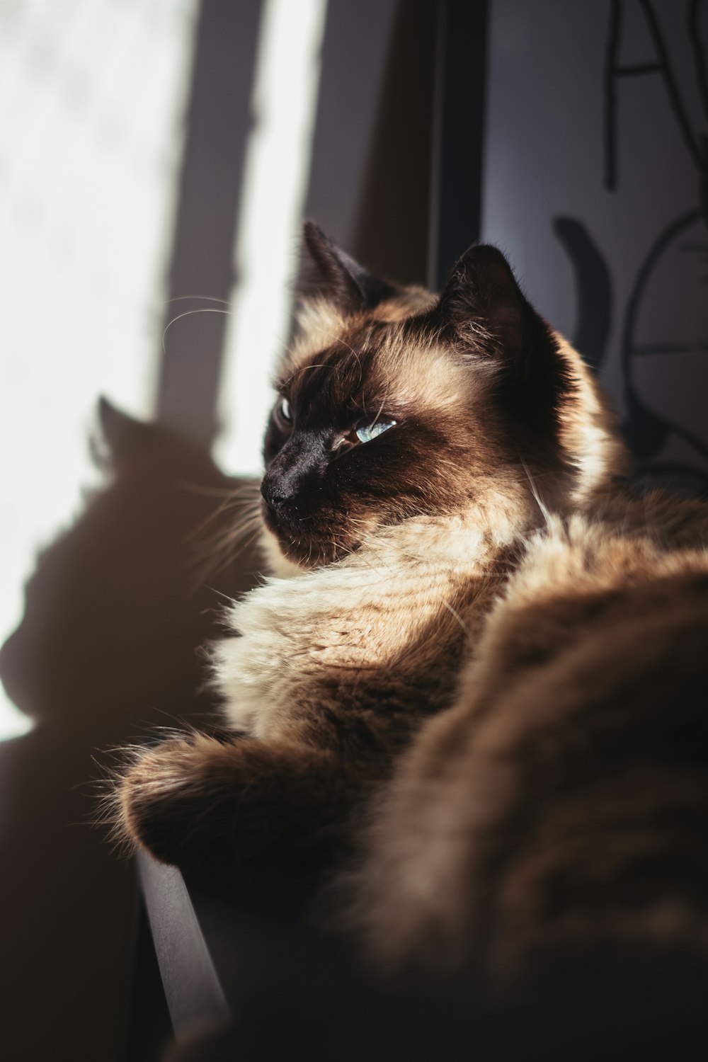 brown and black cat on window