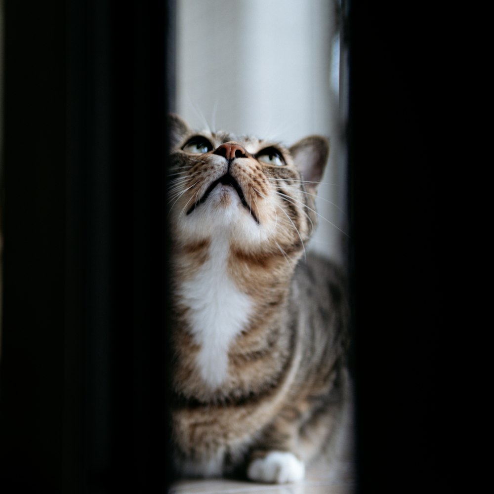 brown and white tabby cat