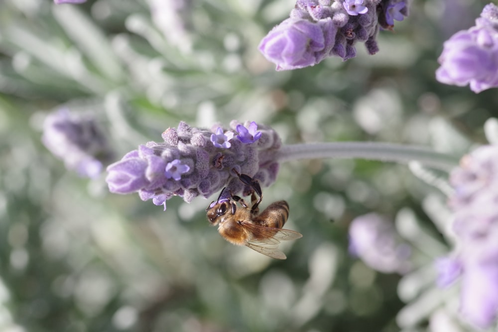 abelha empoleirada na flor roxa em fotografia de perto durante o dia