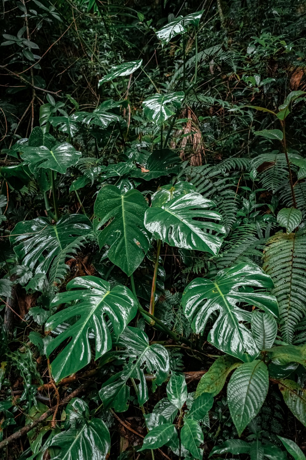 green fern plant during daytime