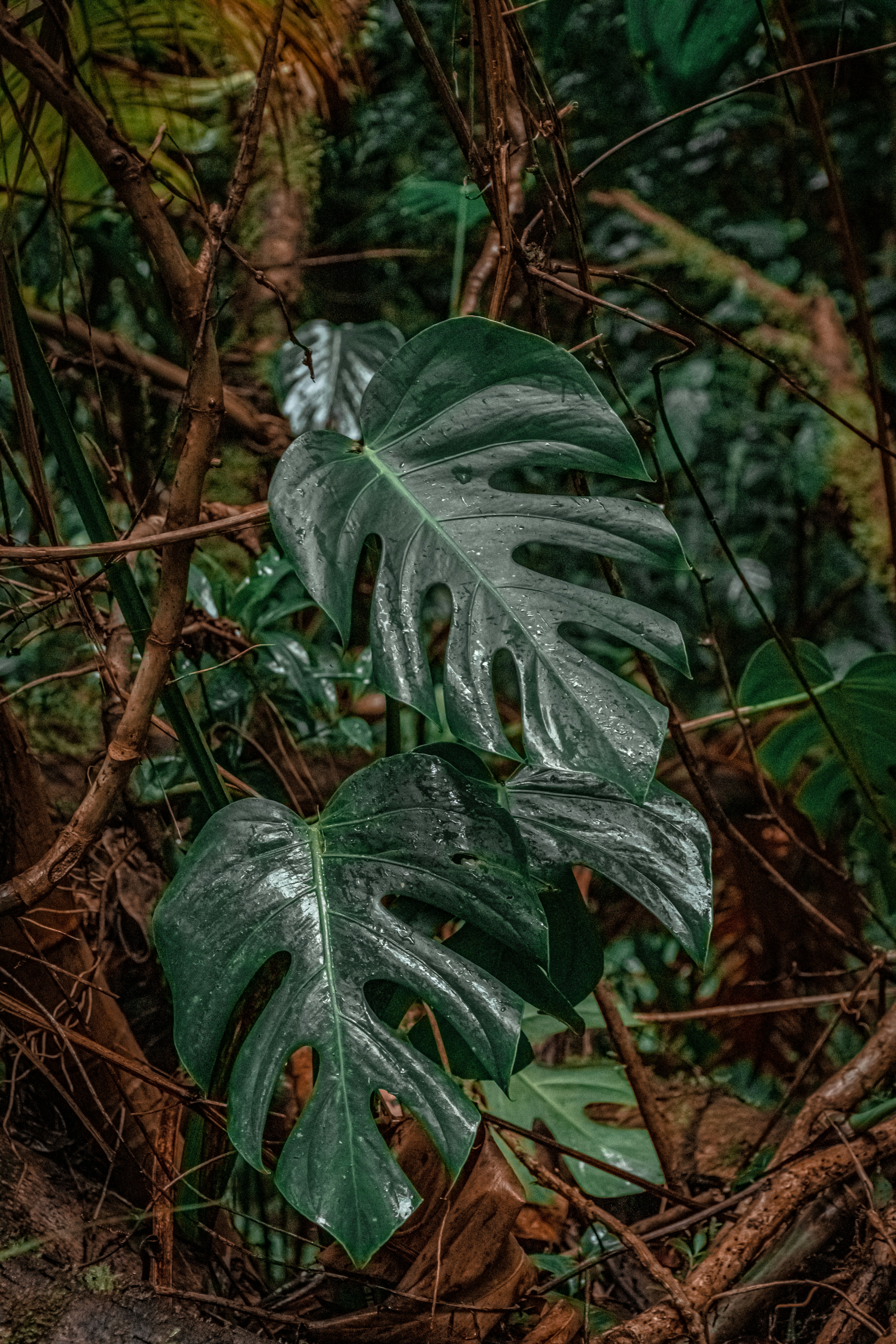 green and white leaves plant