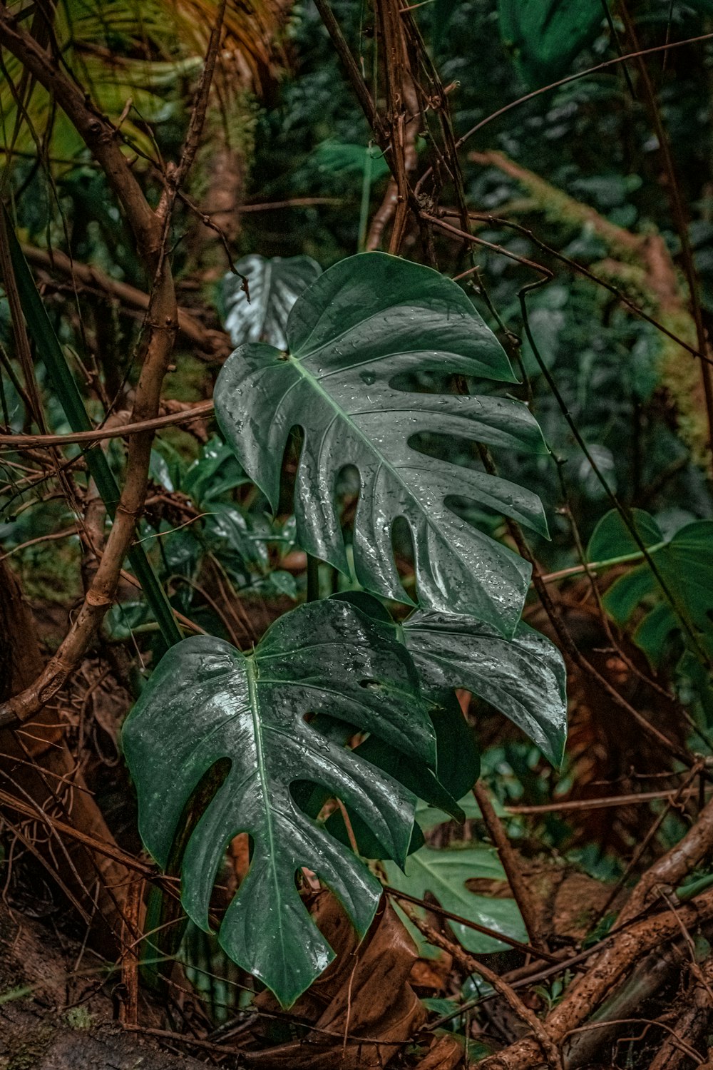 green and white leaves plant