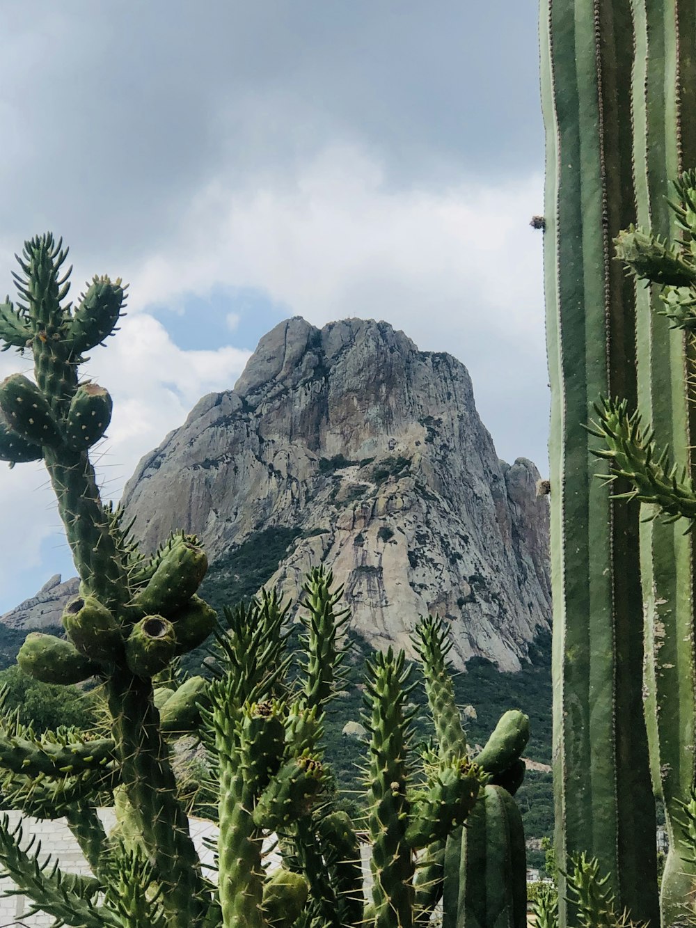 a cactus with a mountain in the background
