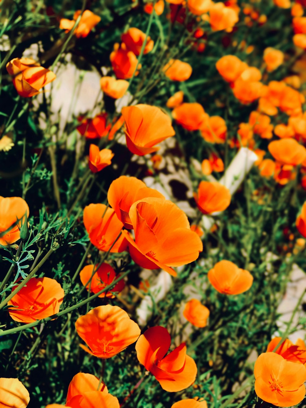 orange and white flowers during daytime